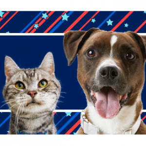 4th of July Sale: $15 Off $75+ @ Petco