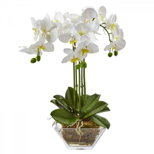 玻璃花瓶中的三重蝴蝶兰