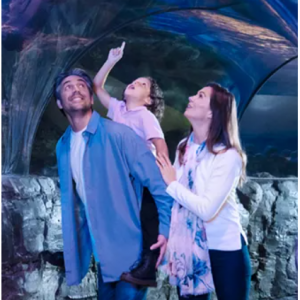 Single Ticket Admission from $15.99 @Sea Life Arizona