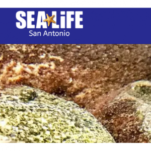  Sea Life San Antonio - 聖安東尼奧海洋生物館+樂高樂園探索中心套票，7.5折起