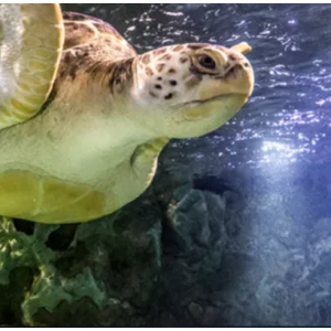 Admission + Virtual Reality + Digital Photos from $29.99 @Sea Life Minnesota