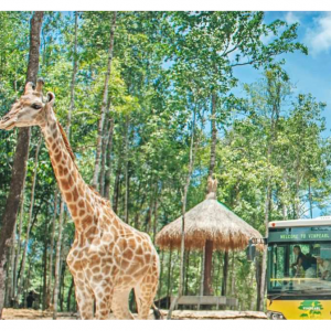 25% off Zoo Tram Package now with Coca-Cola Gifts @VinWonders