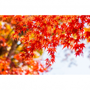 2025最全台湾赏枫攻略（最佳时间+景点+交通）- 台北，桃园，宜兰，台中，台南、嘉义等最美秋冬好去处！