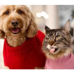 Up to 60% OFF Cyber Monday Deals @ Chewy