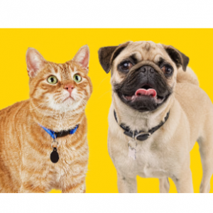 Up To 50% Off Clearance @ Petco