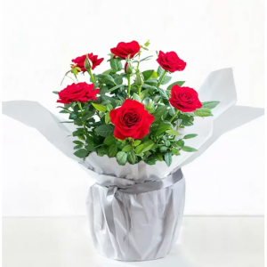 Gift Wrapped Red Rose Plant