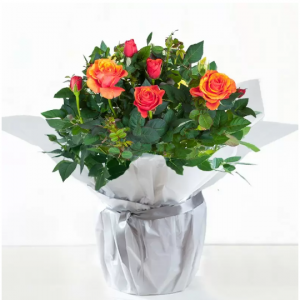 Gift Wrapped Orange Rose Plant