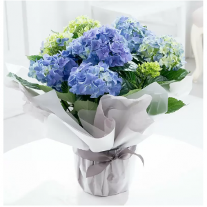 礼品包装的蓝色绣球花植物