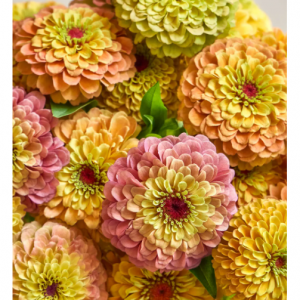 百日草、皇后柠檬桃