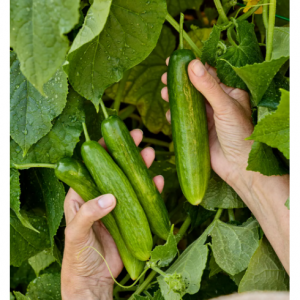 黄瓜，全盛时期杂交品种