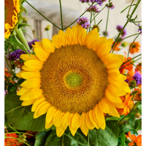 向日葵，范格莱