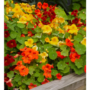 旱金莲、超新星混合色