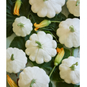 南瓜，雪爆杂交