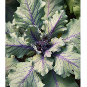 西兰花, 发芽, 紫色杂交