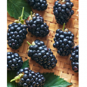 黑莓，Prime Ark Horizo​​n