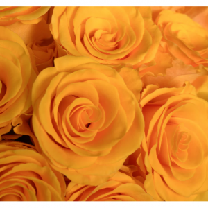 Deals Of The Week: Roses on Sale - 15% OFF @ Rosaholics