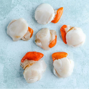 野生苏格兰扇贝 - 6 个扇贝