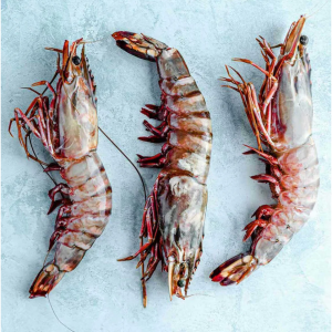 大只生老虎大虾