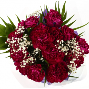 美麗的櫻桃紅康乃馨旋律