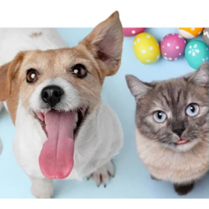 Up to 20% off Easter Sale @ Zooplus UK