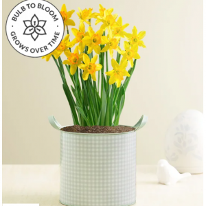 Delightful Daffodils Bulb Garden