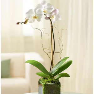 Elegant Orchid