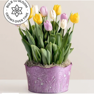 粉彩花瓣郁金香花园