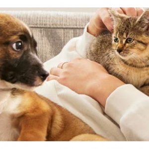 New Customer Offer: Extra 20% off Your First 3 Orders @ Chewy CA