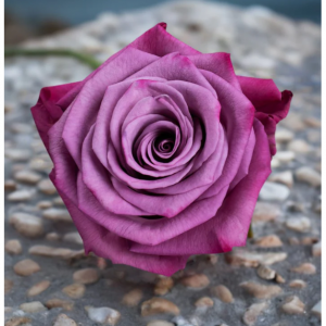 Pink Beauty Roses, 12