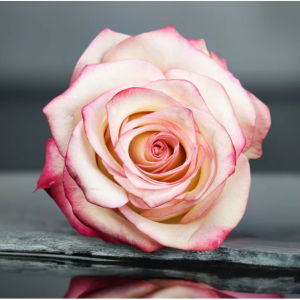 Pink Angelic Roses, 100