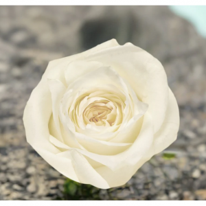 White Whisper Roses, 50