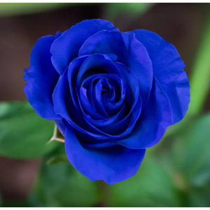 Blue Astral Roses, 12