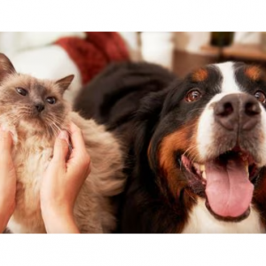 Chewy Pet Tech Promos