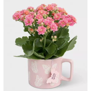 Target 精选母亲节花花、绿植热卖 