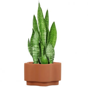 Mainstays 5"花盆 @ Walmart
