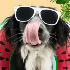 30% Off Best Dog Deals @ Best Bully Sticks