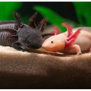 Save $49 off Aquarium +4 Attractions @Ripley's Aquariums