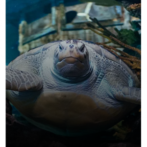 Ripley's Aquariums - 里普利水族馆 ,成年度会员,享8折