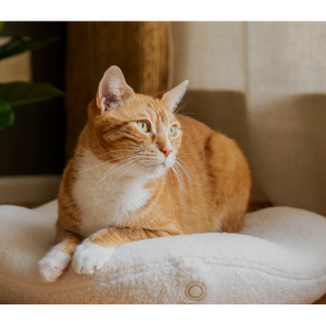 Knead Cats治疗性猫床