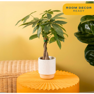 来财！Costa Farms 发财树 16英寸高 @ Amazon