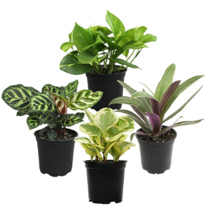 Plants for Pets Essential Houseplant Collection (4PK) @ Amazon