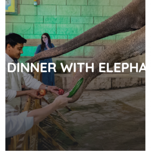 Emirates Park Zoo & Resort - 阿联酋公园&动物园喂大象活动，仅AED 250 