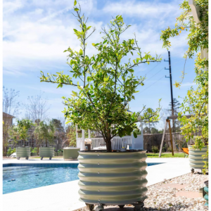 自动浇水滚动柑橘树种植机