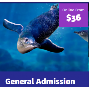 SEA LIFE Sunshine Coast - 父親節大促：陽光海岸海洋生物中心，領取一張爸爸免費門票