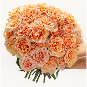 Apricot Dream Roses