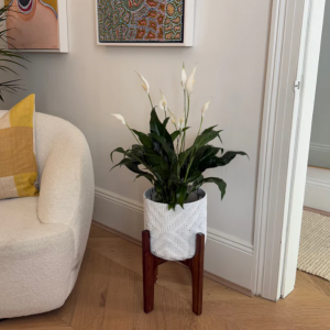 Peace Lily Plant