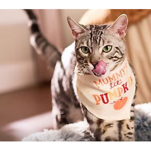 New Customers Offer @ Chewy