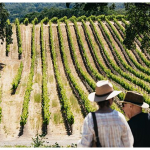 Napa and Sonoma Wine Country Full-Day Tour from San Francisco