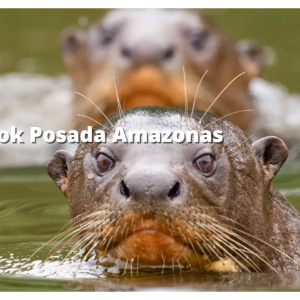 Rainforest Expeditions - 一周优惠：入住亚马逊旅馆 (Posada Amazonas) 即可享受六折超值优惠