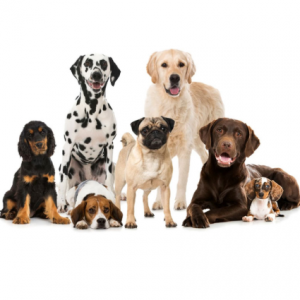 Subscribe at Train Pet Dog to get FREE Dog Training Course @ Train Pet Dog 